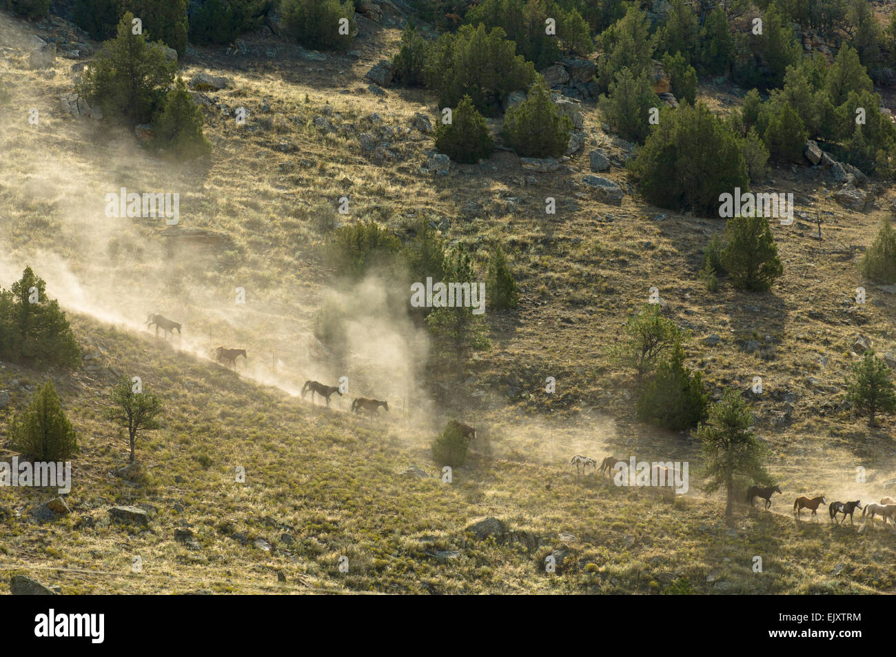 Black hills wild horse sanctuary hires stock photography and images