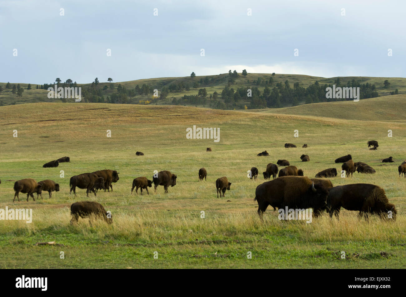 Bison Herd. Custer State Park, Black Hills, South Dakota, USA Stock ...