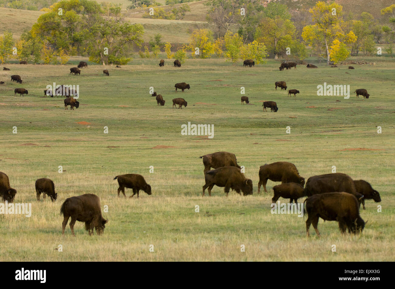 Bison Herd. Custer State Park, Black Hills, South Dakota, USA Stock ...