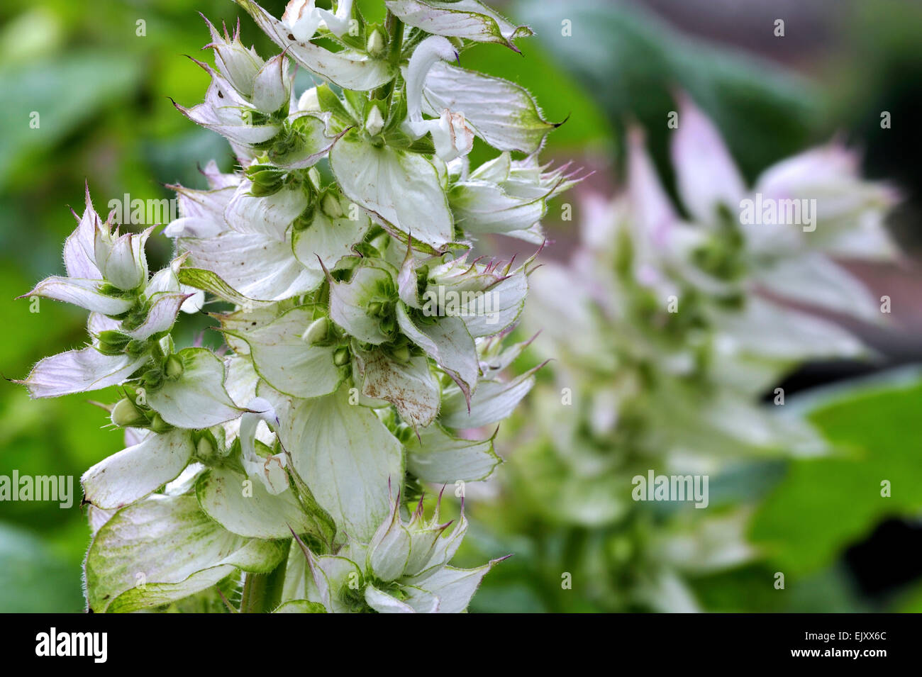 Clary sage (Salvia sclarea) in flower, medicinal herb native to the