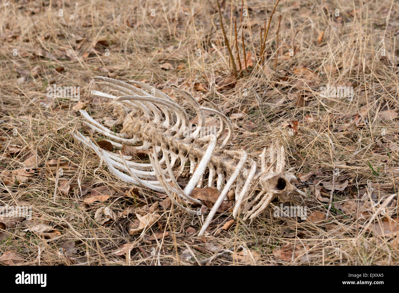 Deer skeleton in a clearing Stock Photo