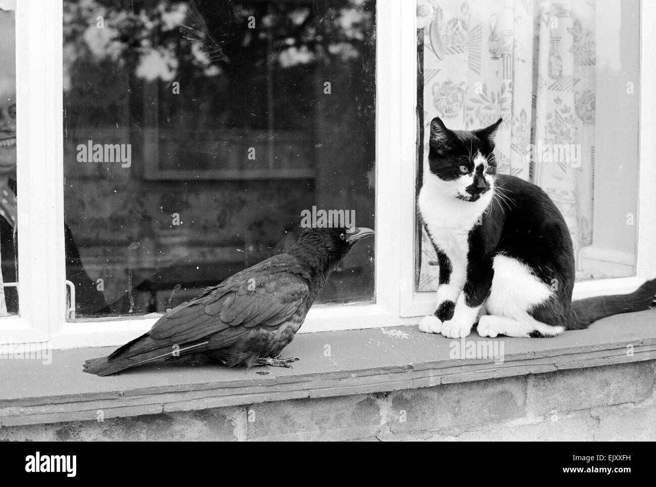 Catshare 