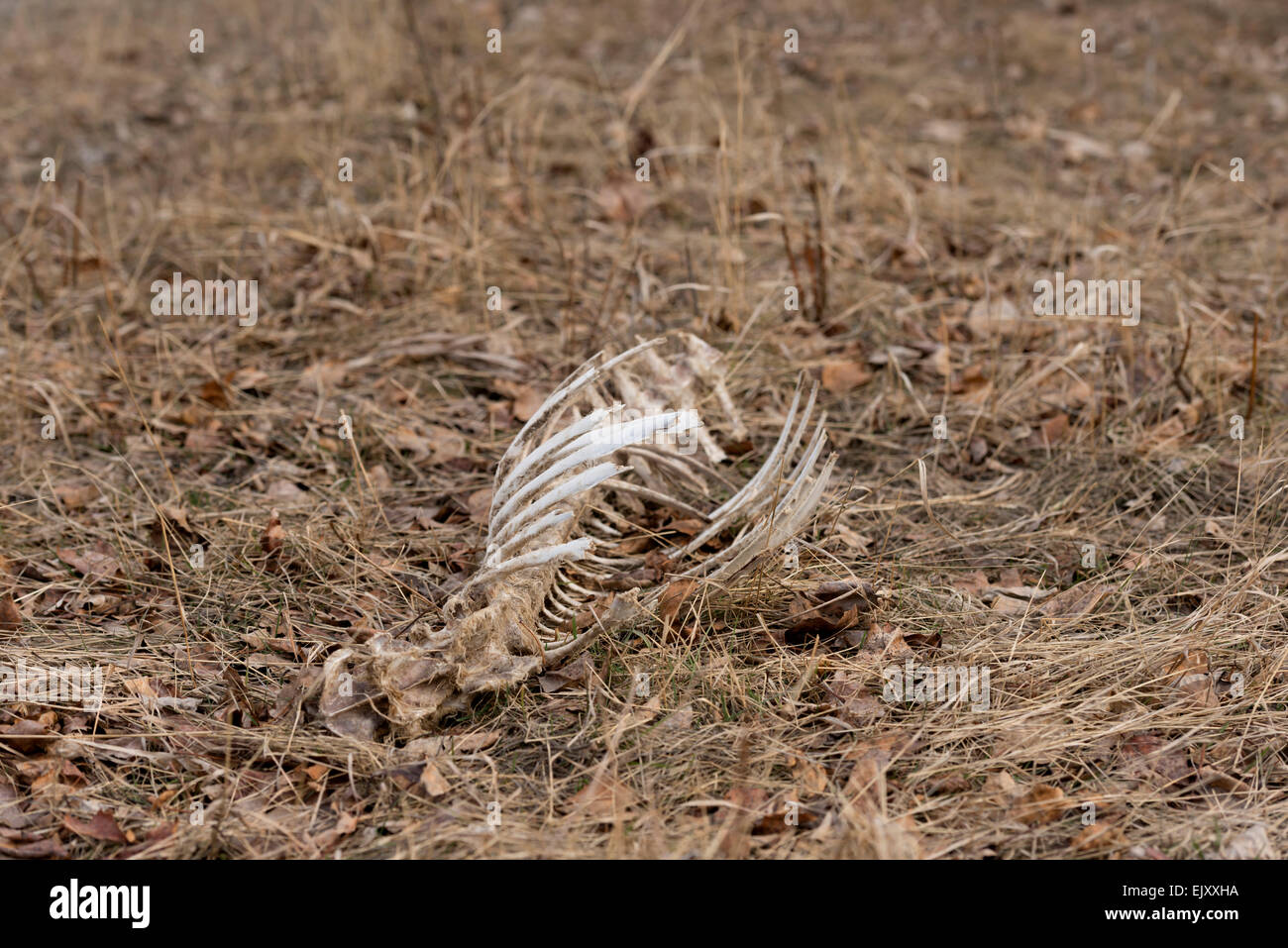 Deer skeleton in a clearing Stock Photo