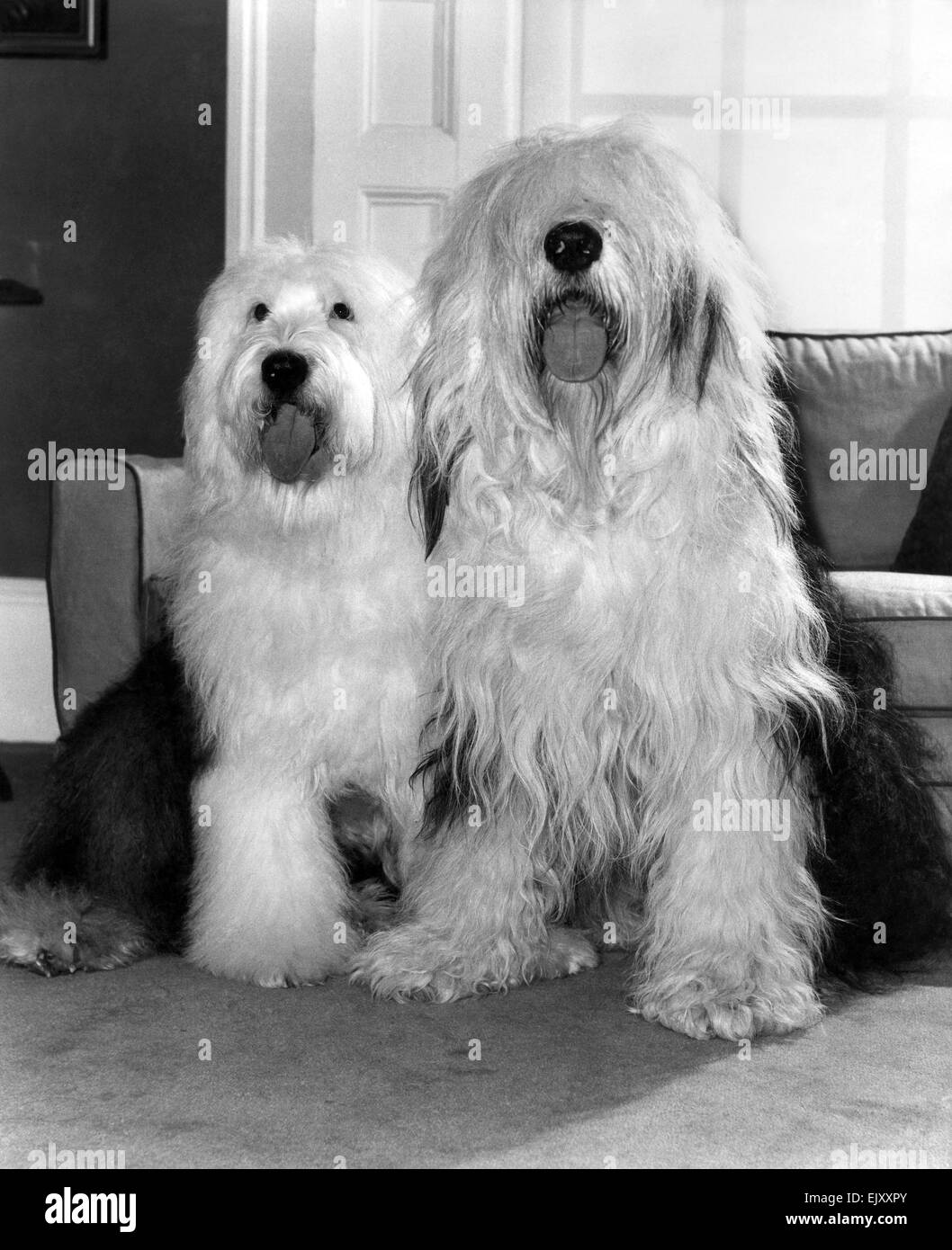 Animals Dogs Friendship: English Sheep Dog: Old English Sheepdog: A softie, if only they can see. Guinness (left) sports a fringe, but Benson needs his top-knot tied up. February 1983 P022104 Stock Photo