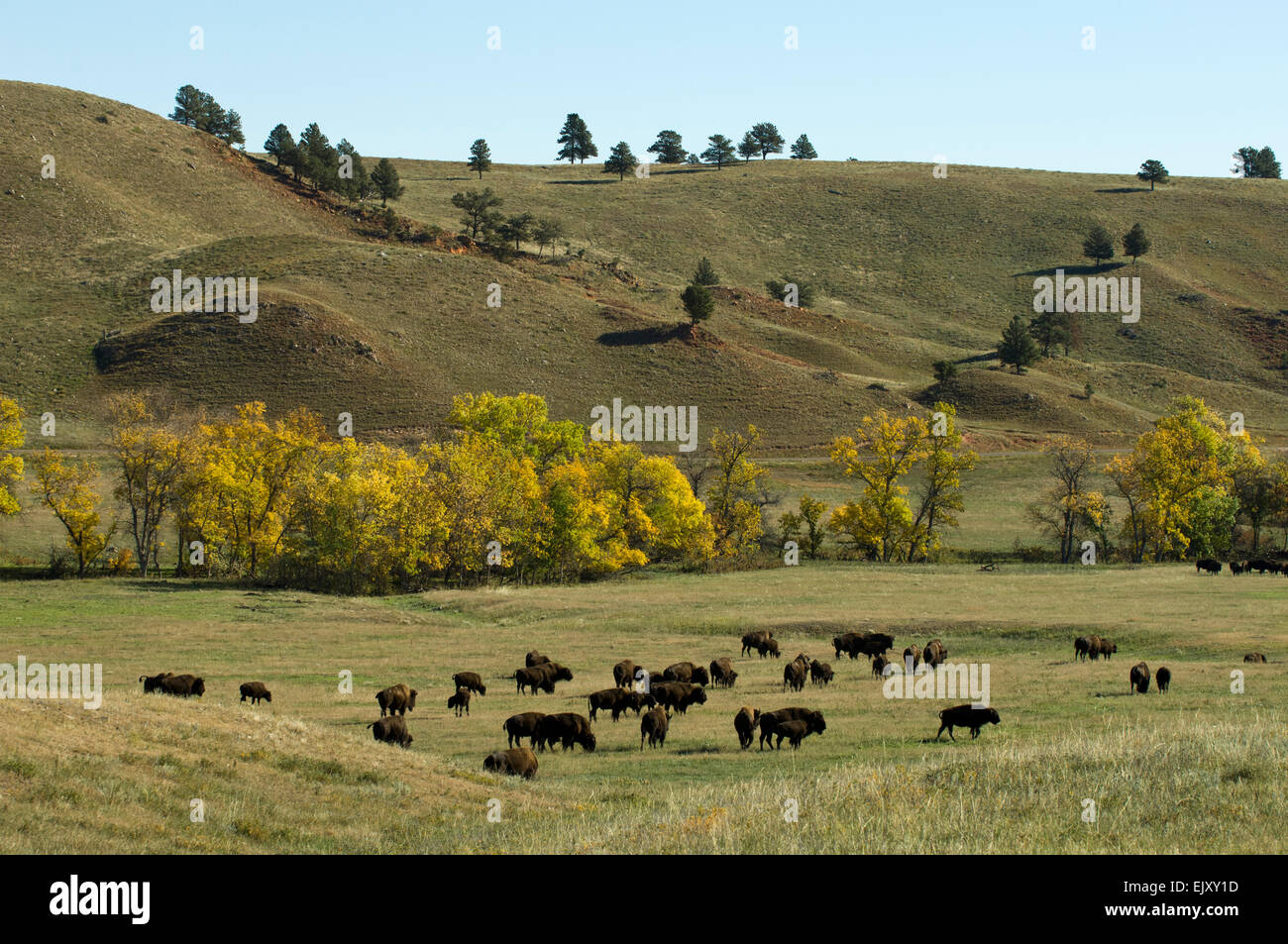 Bison Roundup, Custer State Park, Black Hills, South Dakota, USA Stock
