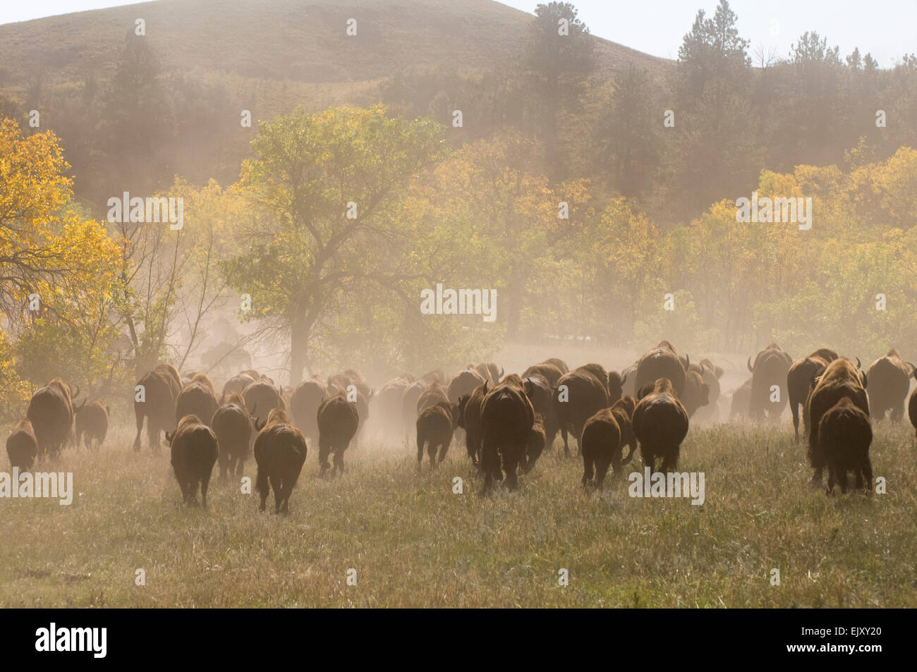 Bison Roundup, Custer State Park, Black Hills, South Dakota, USA Stock