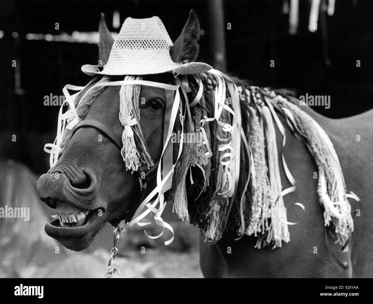Photos Of Horses Black And White Stock Photos & Images - Alamy