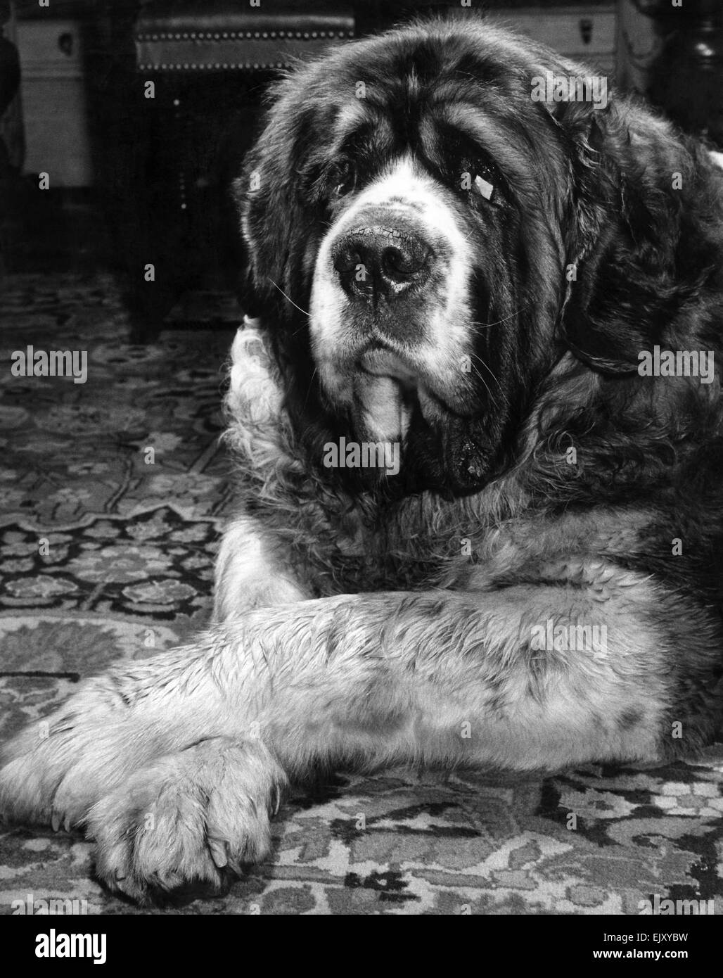 Animals: Dogs: St. Bernard: Mrs. Doris Hollis, of Loughton, Essex, thinks her dog could be the heaviest in Britain I am ready to agree with her. It sat on me it weighs sixteen stones six pounds. But Sir Baron of BoystownãBarry to his friendsãis a gentle giant when you get to know him. An eight-years-old St. Bernard, he amiably allowed his other vital statistics to be measured Length: six feet two inches; chest: forty-nine and a half inches; height at the shoulder: thirty-three and a half inches; neck: thirty-two inches. February 1966 P022122 Stock Photo