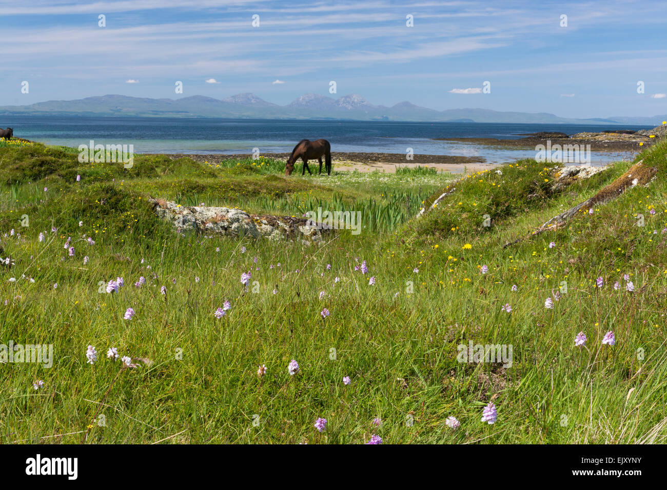 horses grazing peacefully on beach by shore on gigha Stock Photo