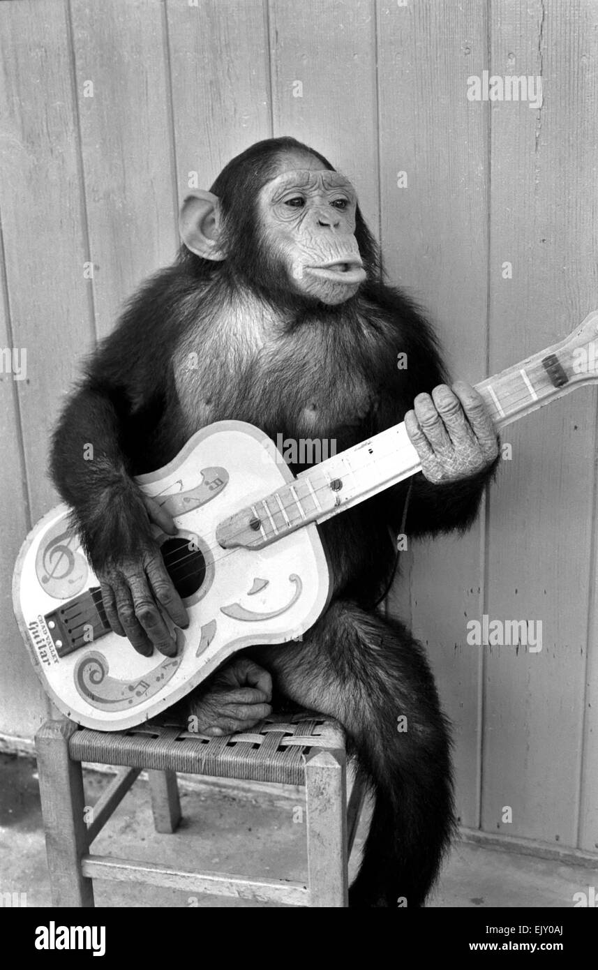 Animal: Humour: Playing: Monkey with Guitar. May 1974 74-3403a Stock Photo  - Alamy