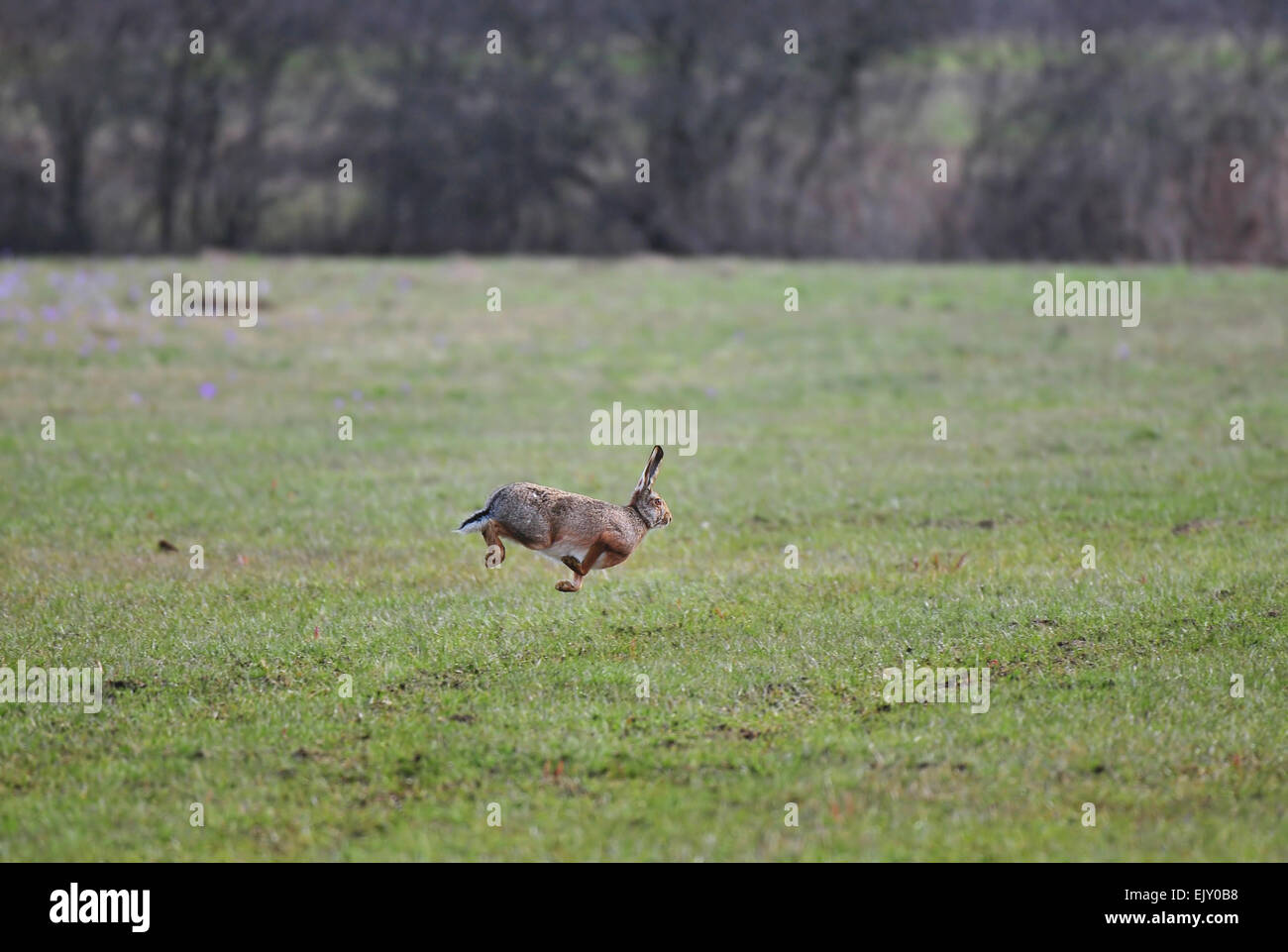 Jumping hare Stock Photo