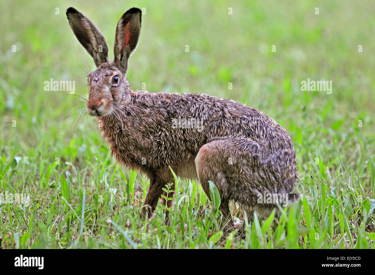 Hare hunting hires stock photography and images Alamy