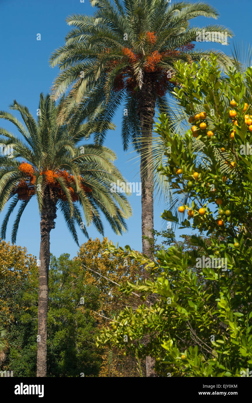 Florida palms and orange trees on the campus of Florida State University in Tallahassee, Florida, USA. Stock Photo