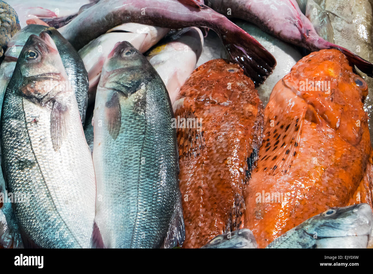 Fresh fish is sold at a market Stock Photo