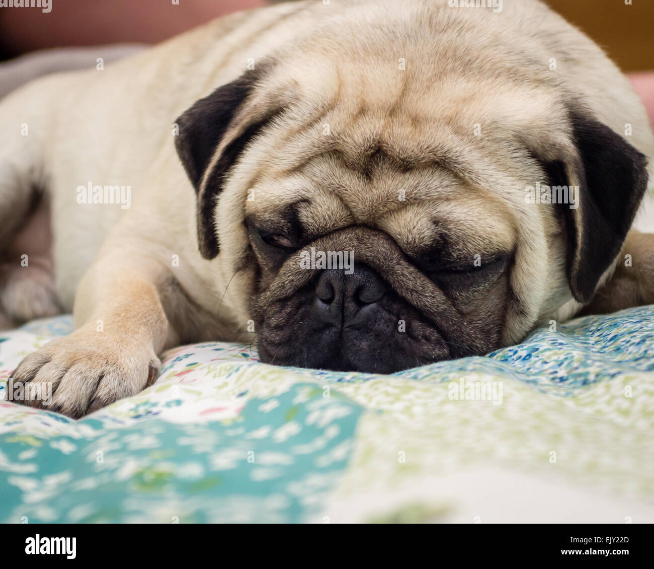 Dog sleeping bed hires stock photography and images Alamy