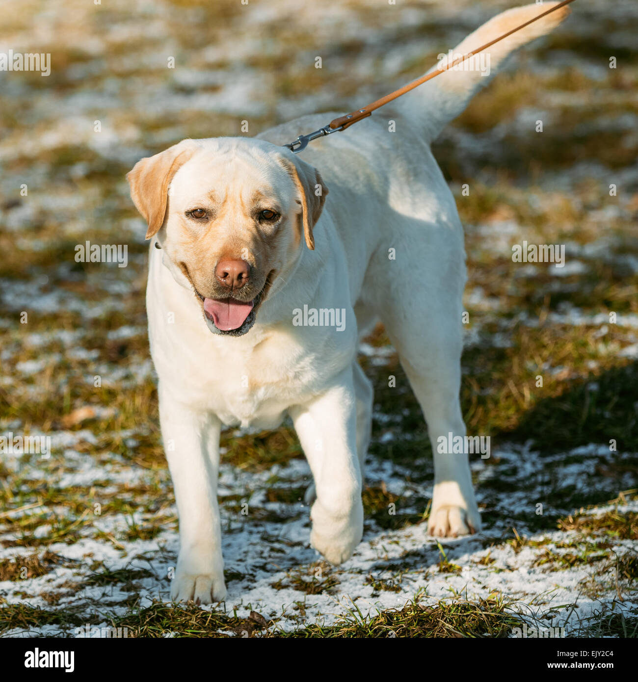 Beautiful White Labrador Retriever Lab Dog Staying Outdoor In Spring