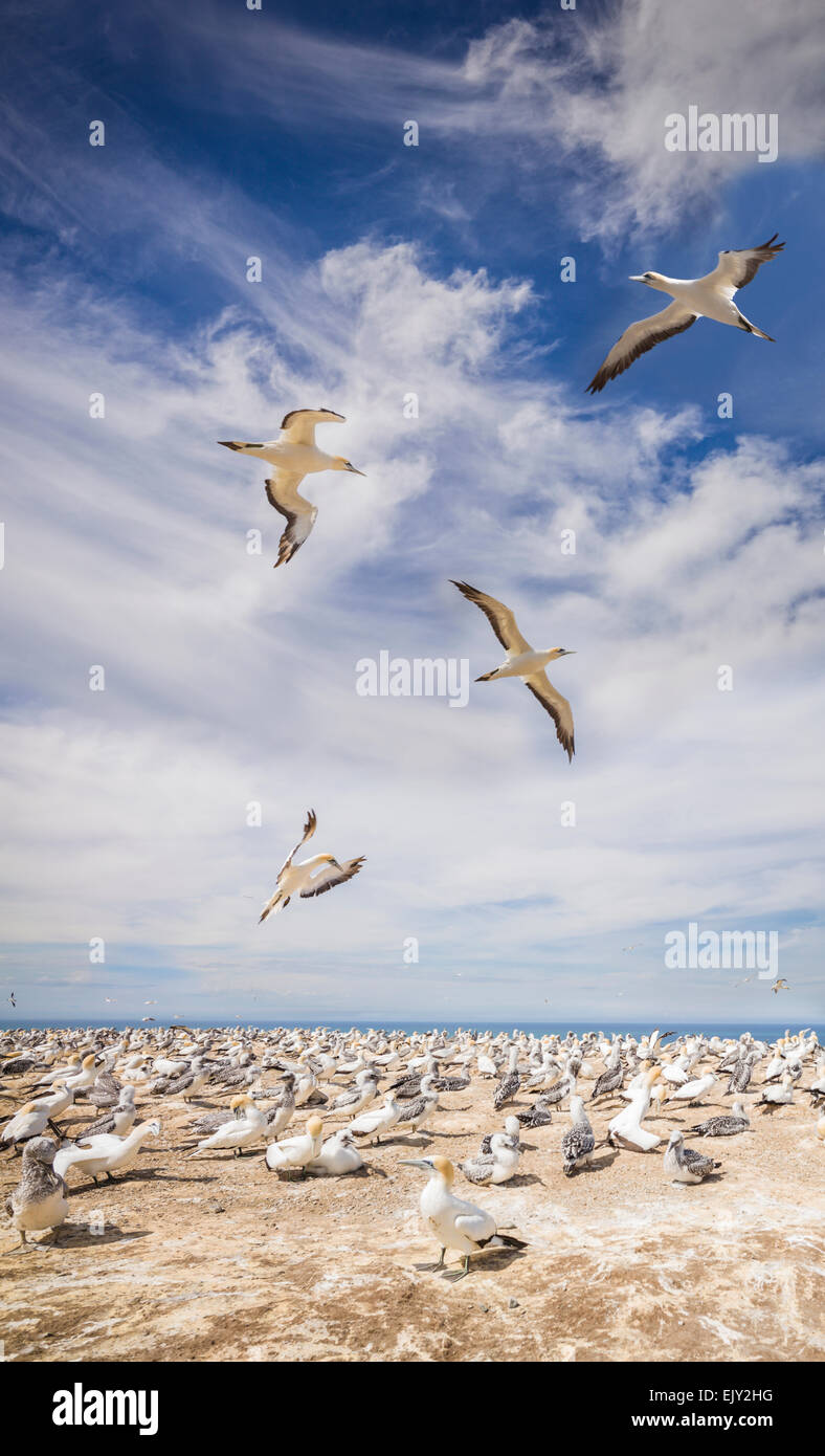 Gannets at Cape Kidnappers, north island, New Zealand. Stock Photo