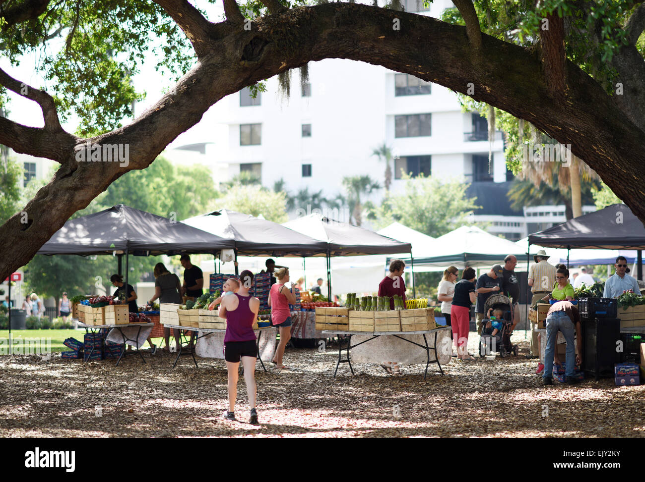 People enjoy the Orlando Farmer's Market in Lake Eola Park, Orlando