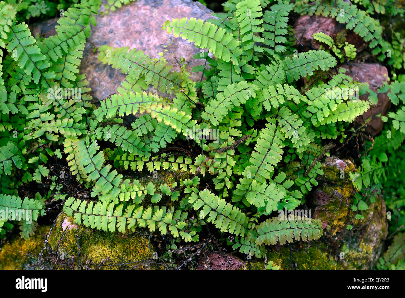adiantum caudatum Walking fern Tailed maidenhair ferns green foliage RM
