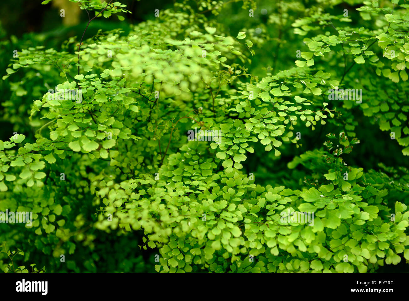 adiantum tenerum bicolor evergreen tropical fern ferns green leaf leaves foliage RM Floral Stock Photo