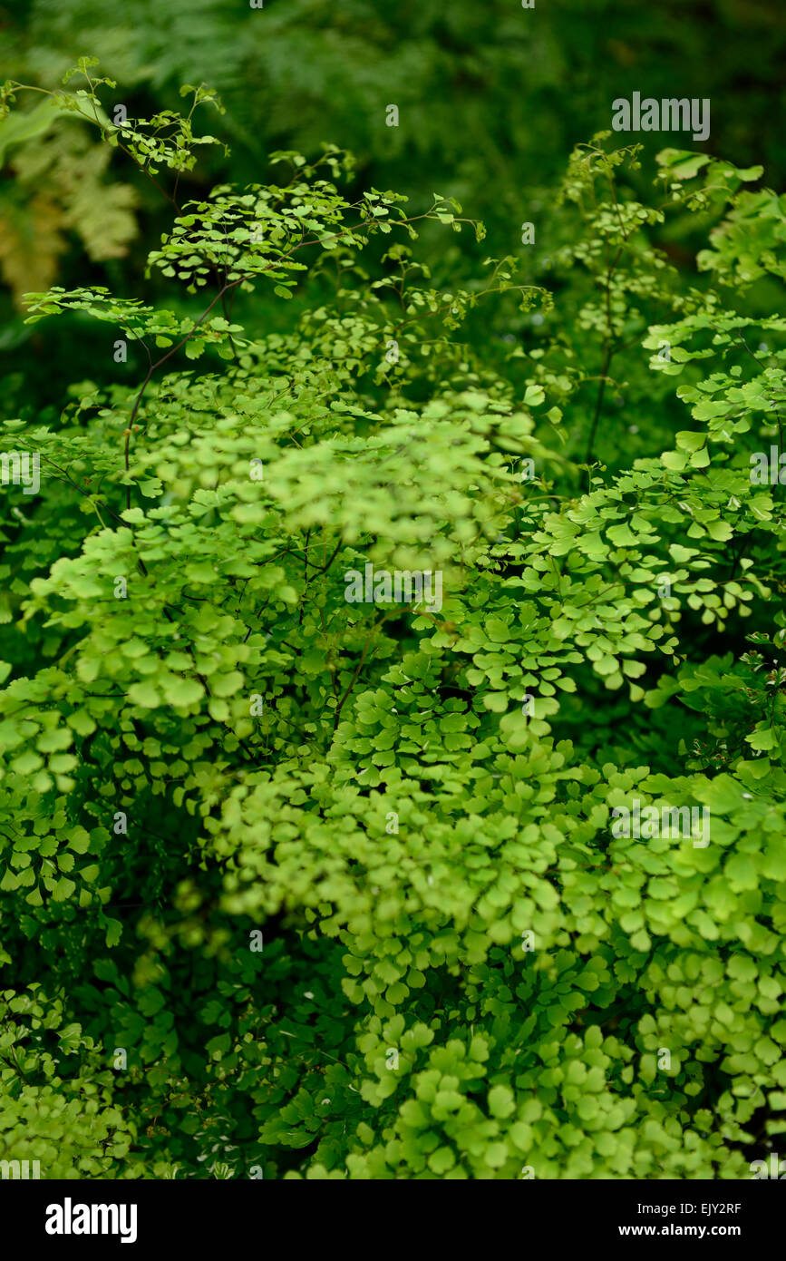 adiantum tenerum bicolor evergreen tropical fern ferns green leaf leaves foliage RM Floral Stock Photo