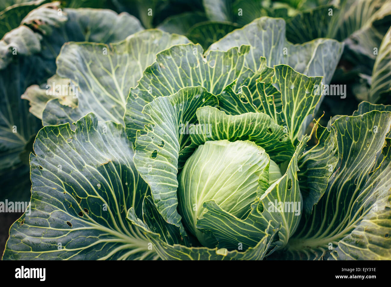 White Head Cabbages On Field Stock Photo
