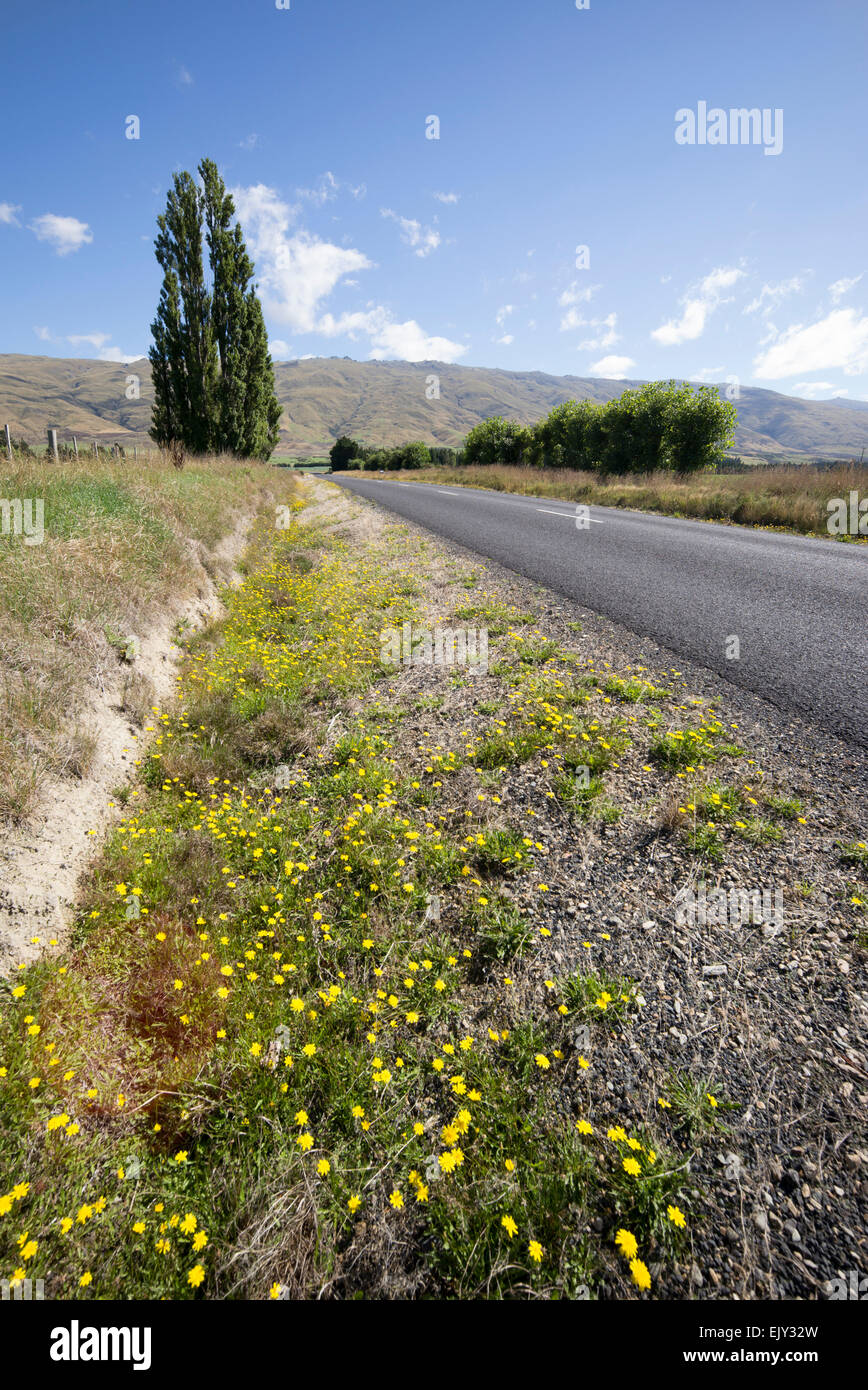 Roadside verge near Middlemarch in Central Otago, south island, New Zealand. Stock Photo