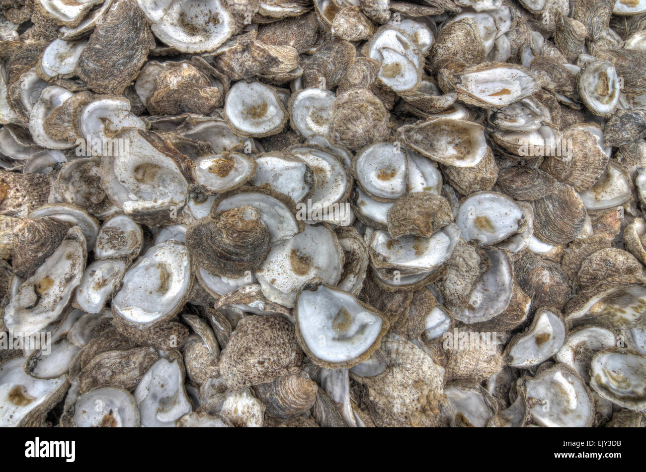 oyster shells  whitstable kent Stock Photo