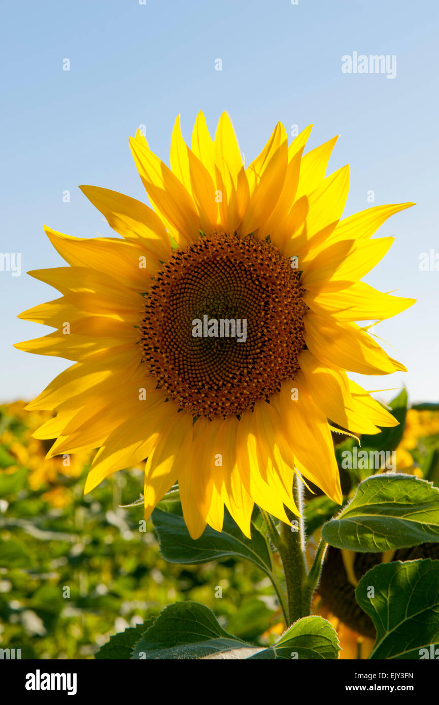 Sunflowers sunflower backlit summer Stock Photo