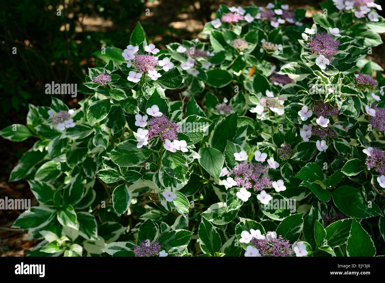 hydrangea macrophylla mariesii variegata Variegated Lacecap purple