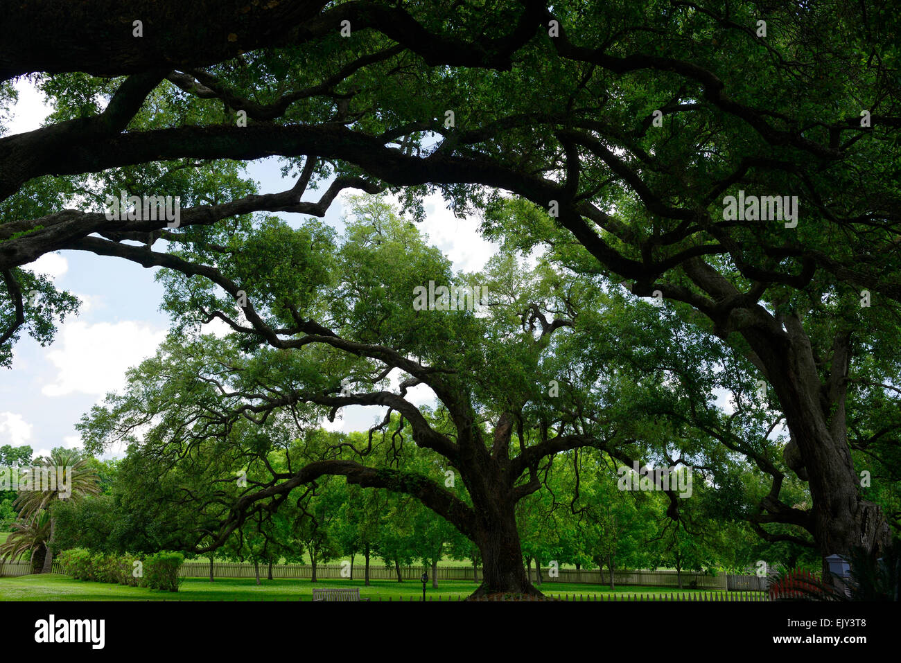 Laura historic Antebellum Creole plantation virginia live oak trees ...