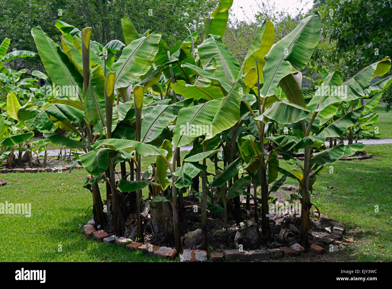 Hawaiiyano hires stock photography and images Alamy