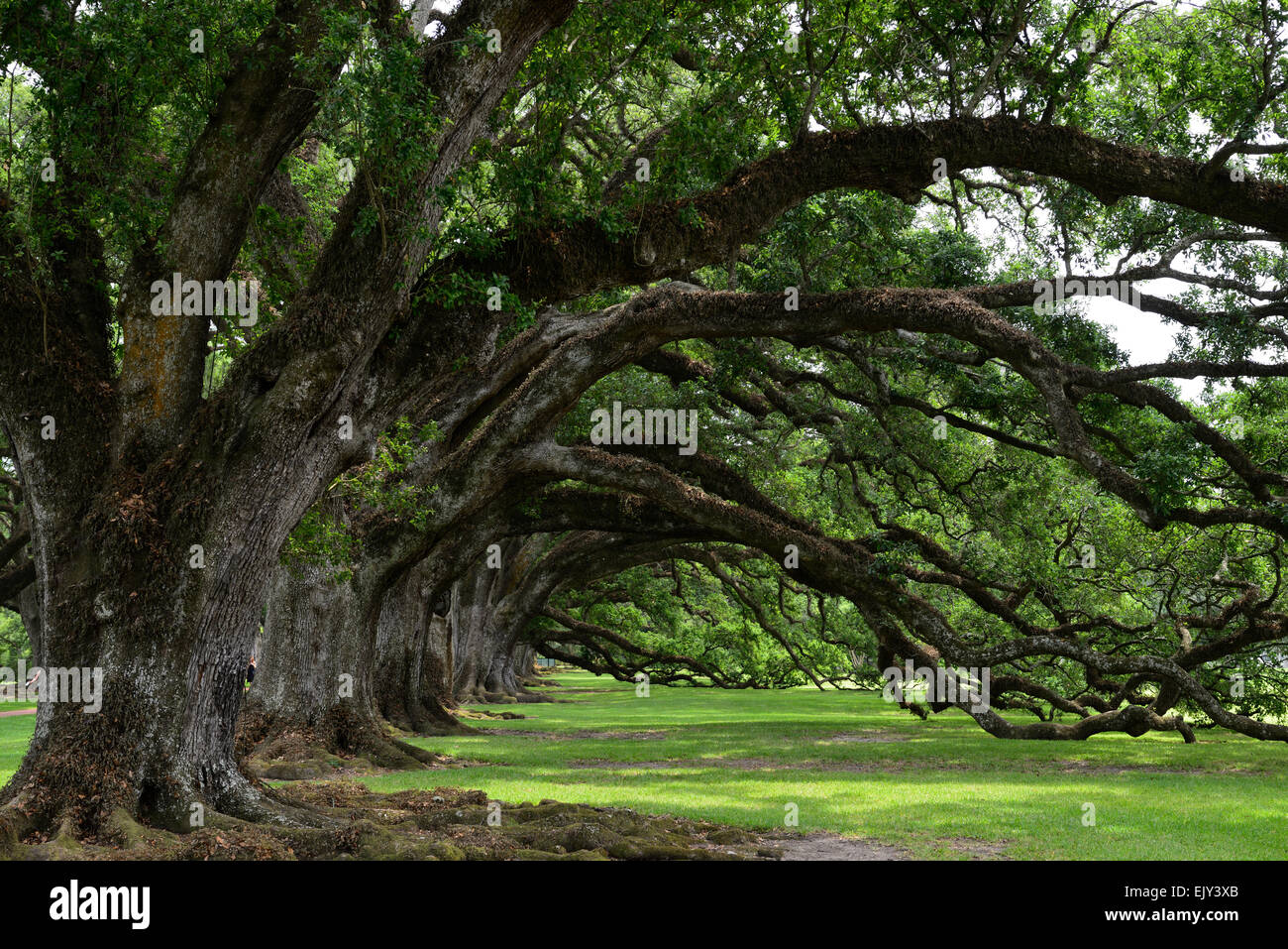 Virginia oak trees hi-res stock photography and images - Alamy