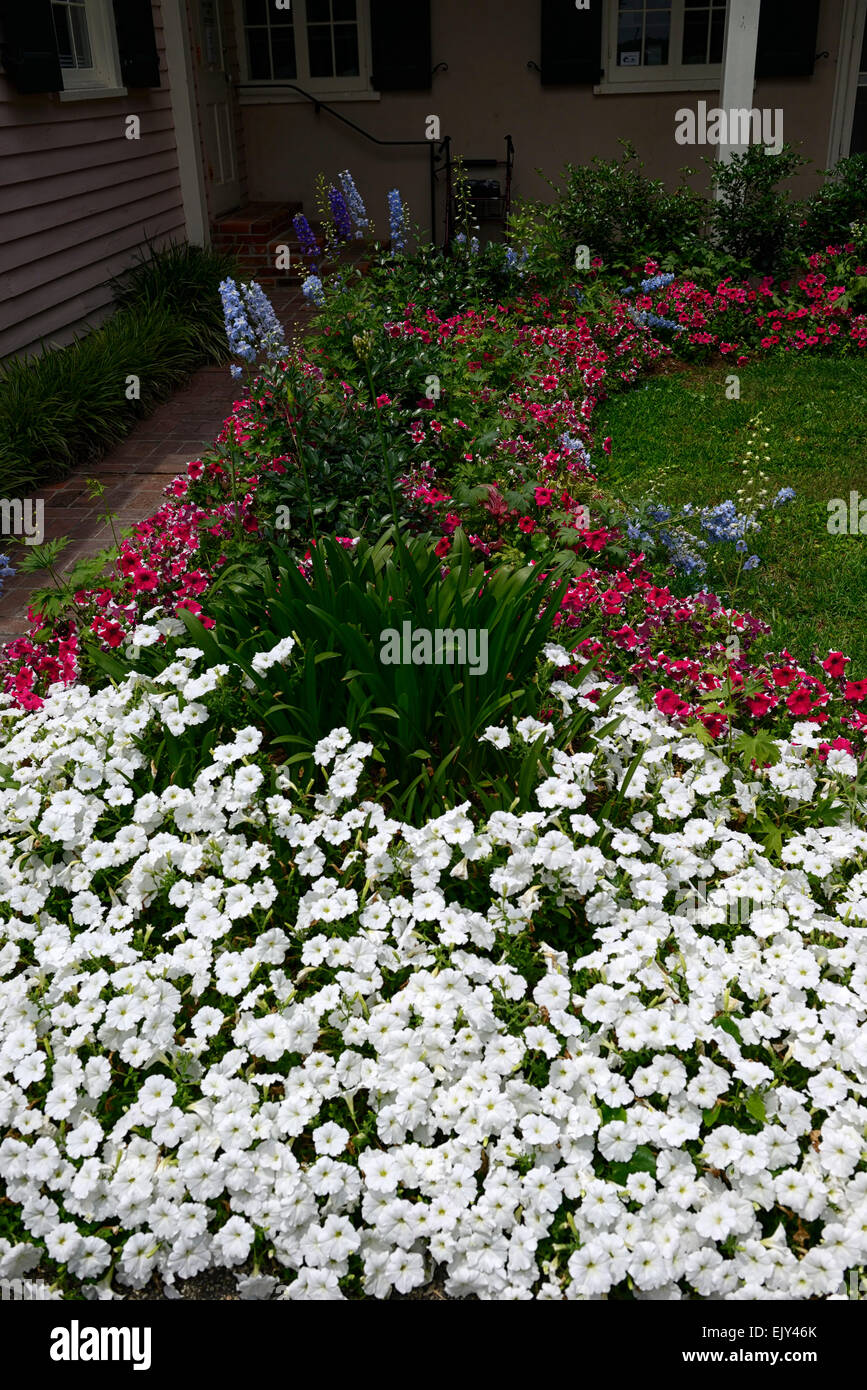 petunia bedding flower display displays white red garden gardening oak