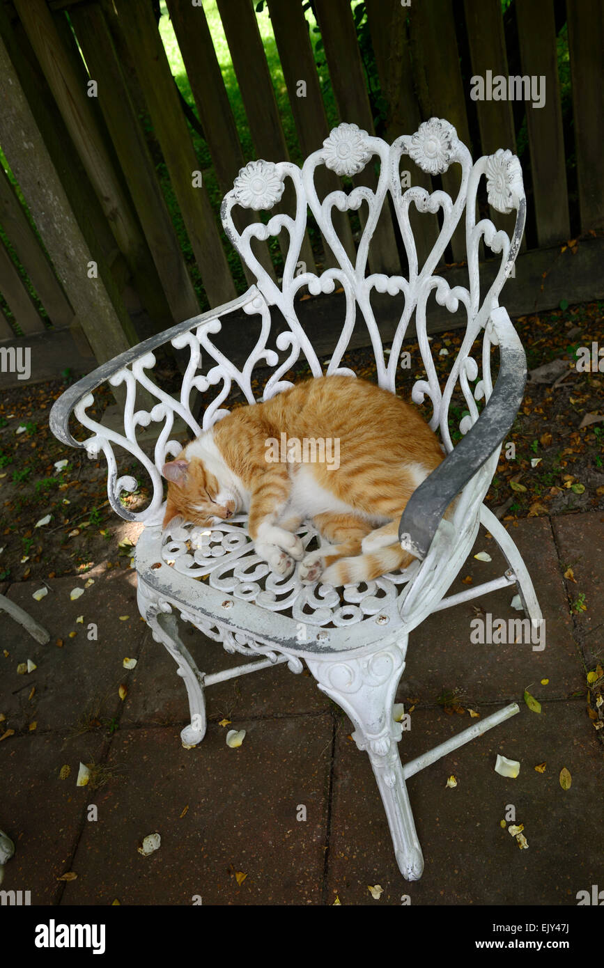 ginger marmalade cat asleep lying white wrought metal iron chair patio furniture shade RM Floral Stock Photo