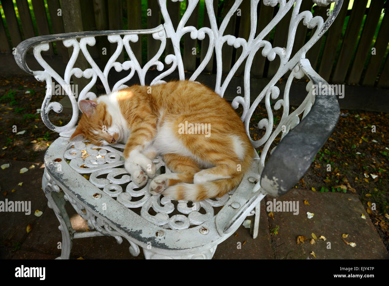 ginger marmalade cat asleep lying white wrought metal iron chair patio furniture shade RM Floral Stock Photo