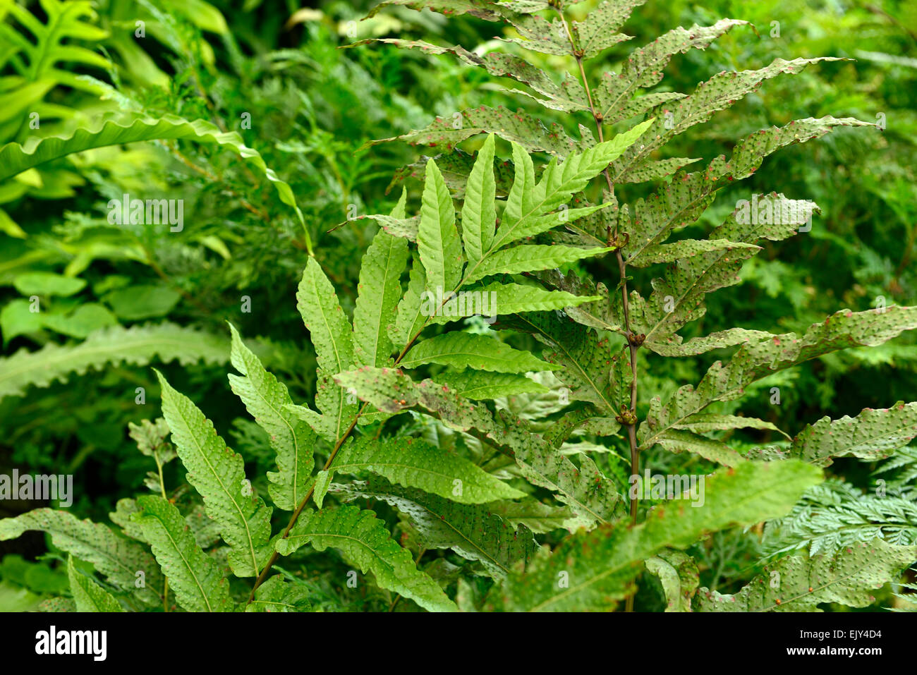 tectaria incisa Incised halberd fern green foliage leaves fern ferns