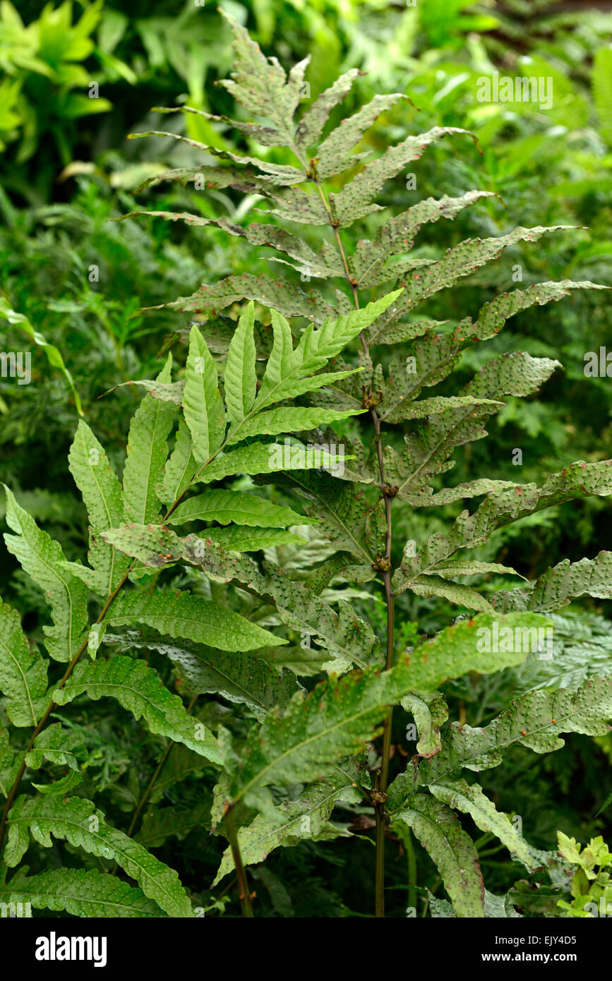 tectaria incisa Incised halberd fern green foliage leaves fern ferns