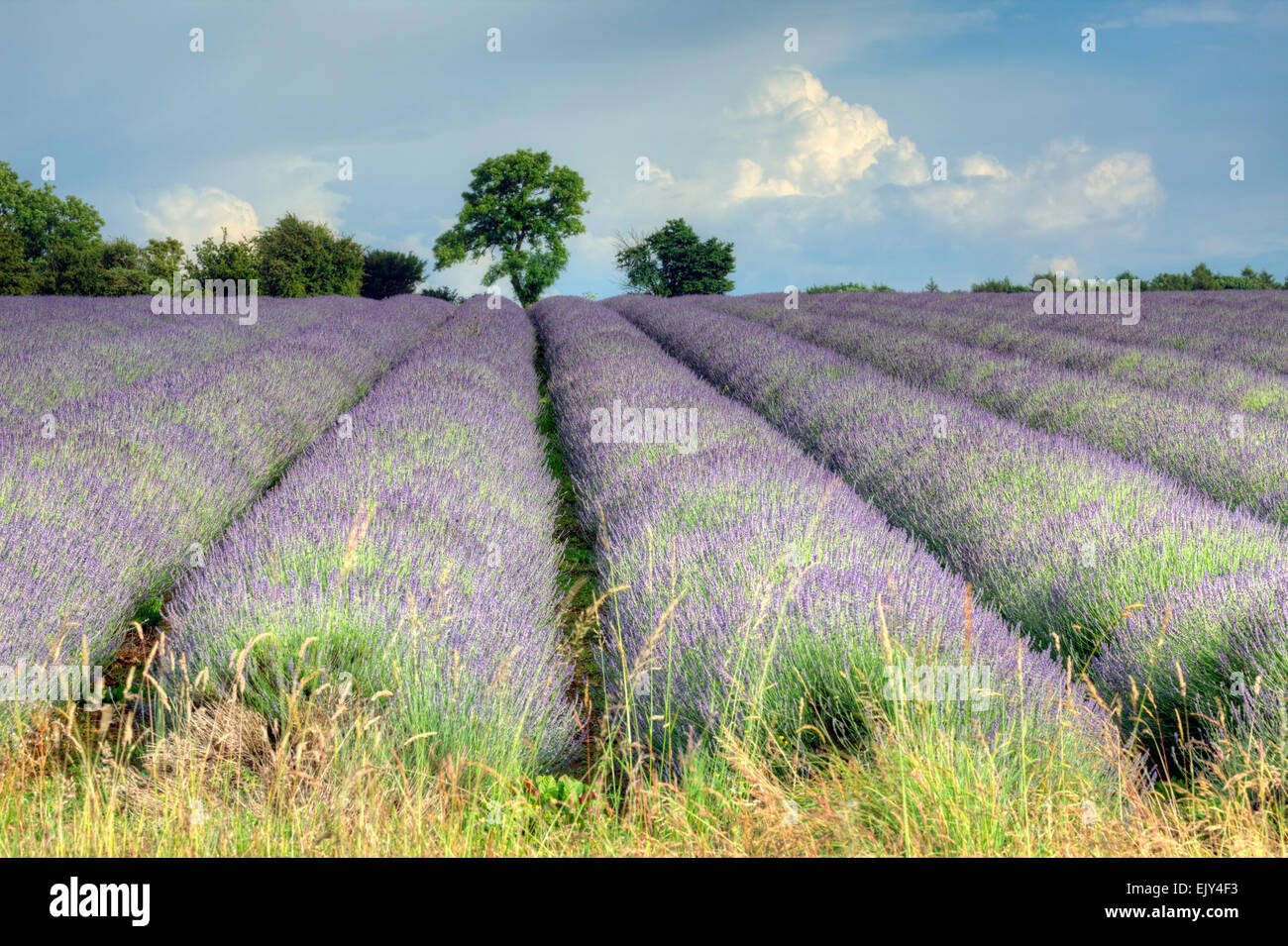 Rows of Lavender near Snowshill in the Cotwolds Stock Photo