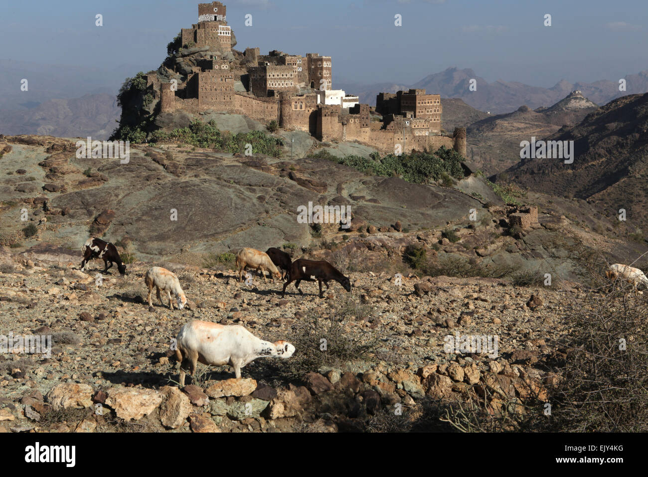 Goat farming in the Haraz mountain region, Yemen. Stock Photo