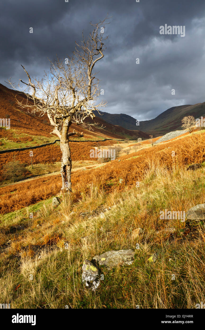 A lone tree in the Troutbeck Valley in the Lake District National Park, captured from a public footpath. Stock Photo