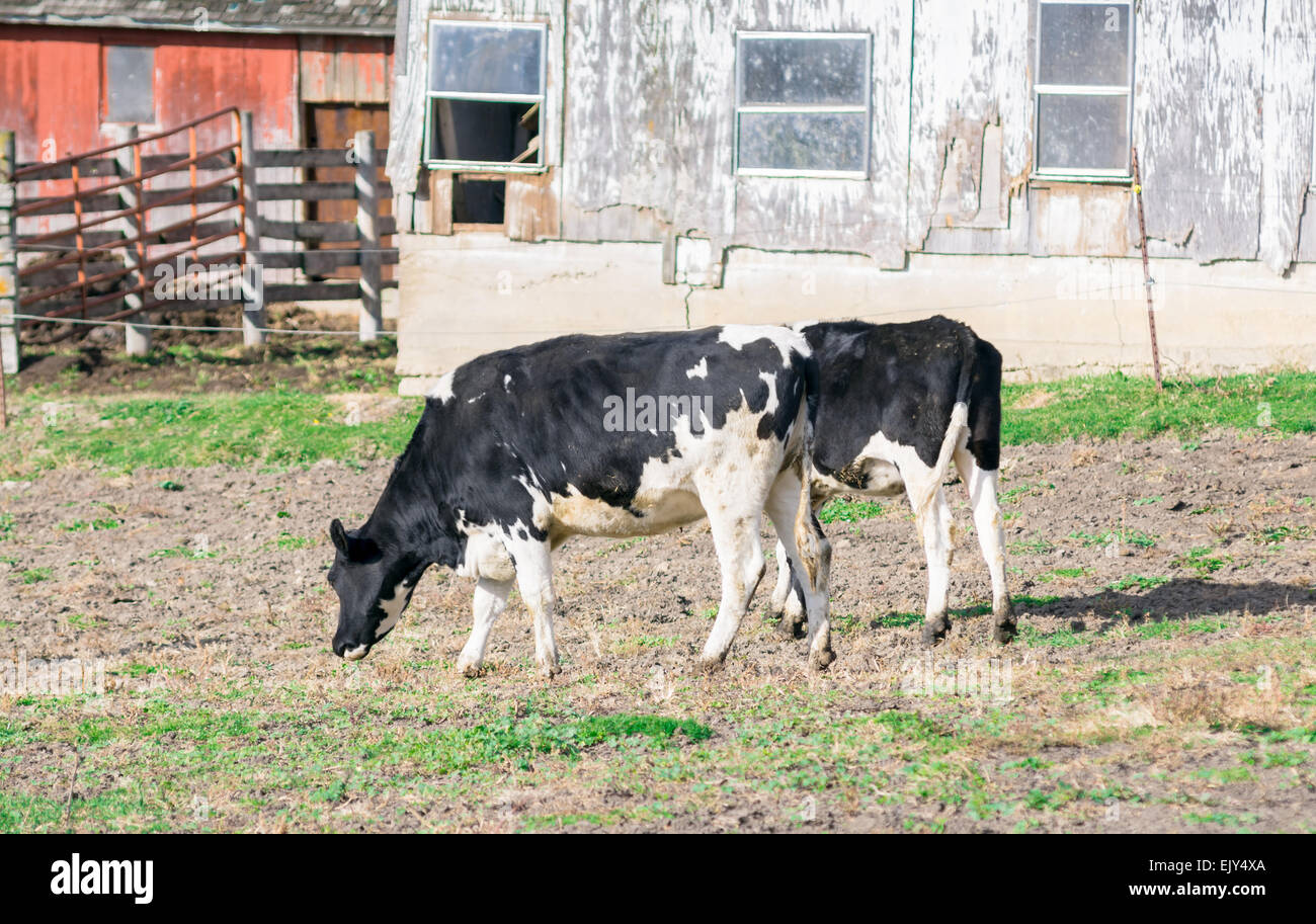 Angus cow grazing, raised for Organic Milk Stock Photo