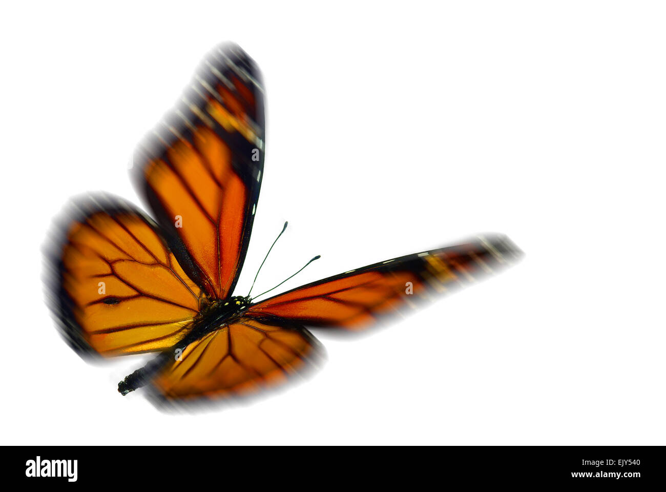 Monarch (Danaus plexippus), a migrant butterfly, flying with motion blur Stock Photo Alamy