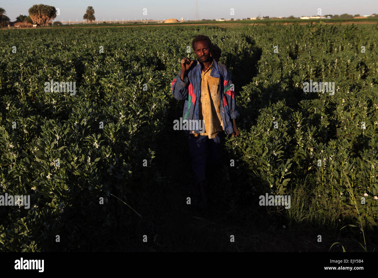 Agriculture along the irrigated banks of the Nile in North Sudan Stock