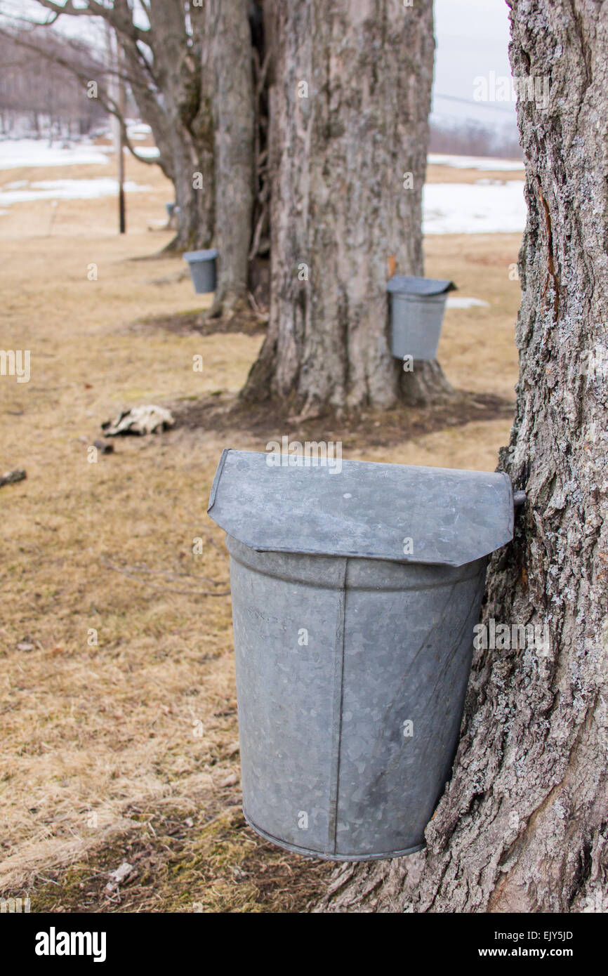 Galvanized maple sap collection buckets hang on hard maple trees in the