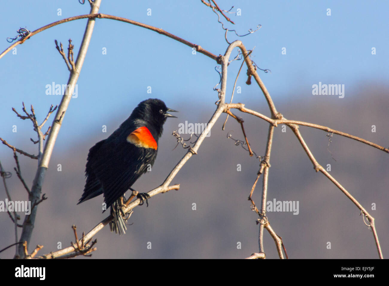 A male Red-winged blackbird sings 'coke or tea' to attract a mate during the springtime. Stock Photo