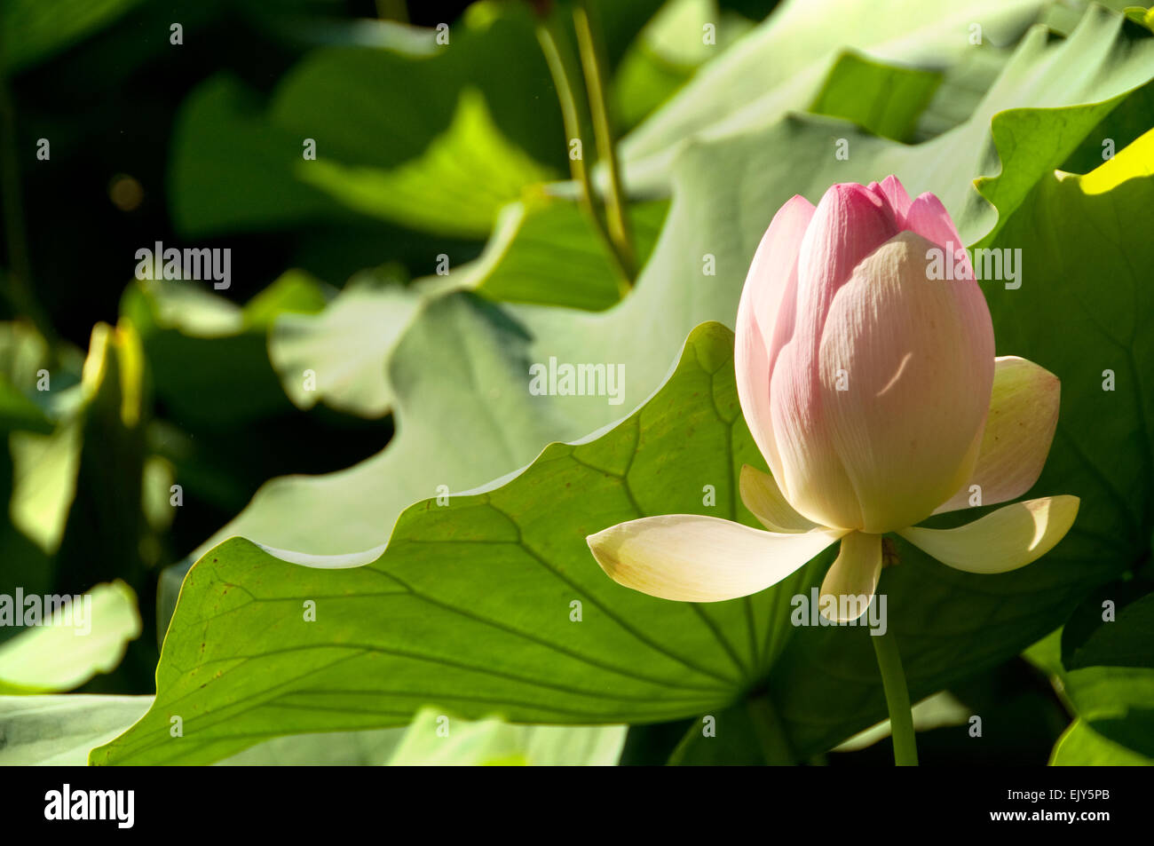 Lotus (nelumbo nucifera) flower and leaves Stock Photo Alamy