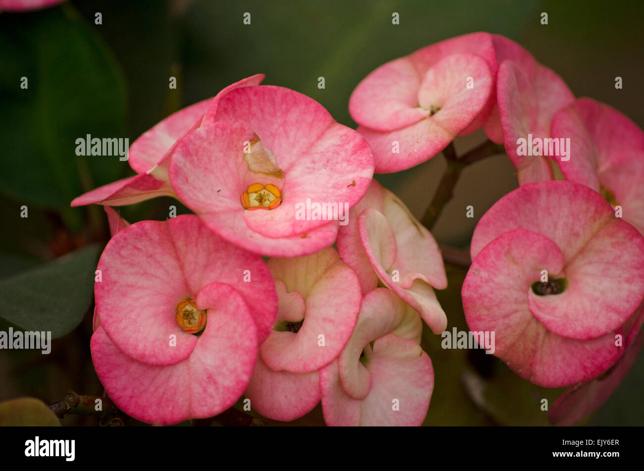 Yellow and pink Euphorbia flower in a garden at Chennai,Tamil Nadu,India Stock Photo