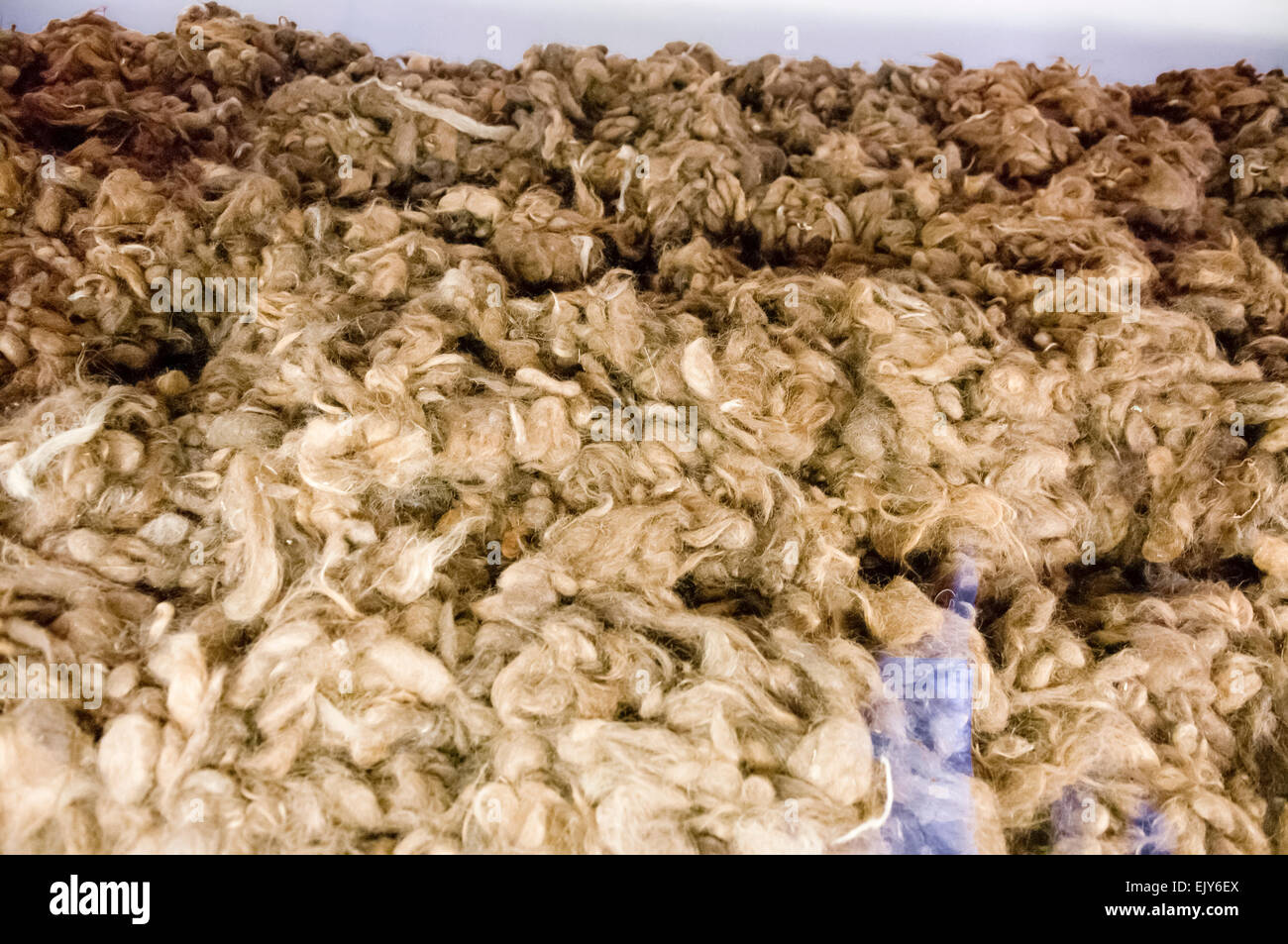 Pile of hair cut from jewish women at Auschwitz, Poland. Stock Photo