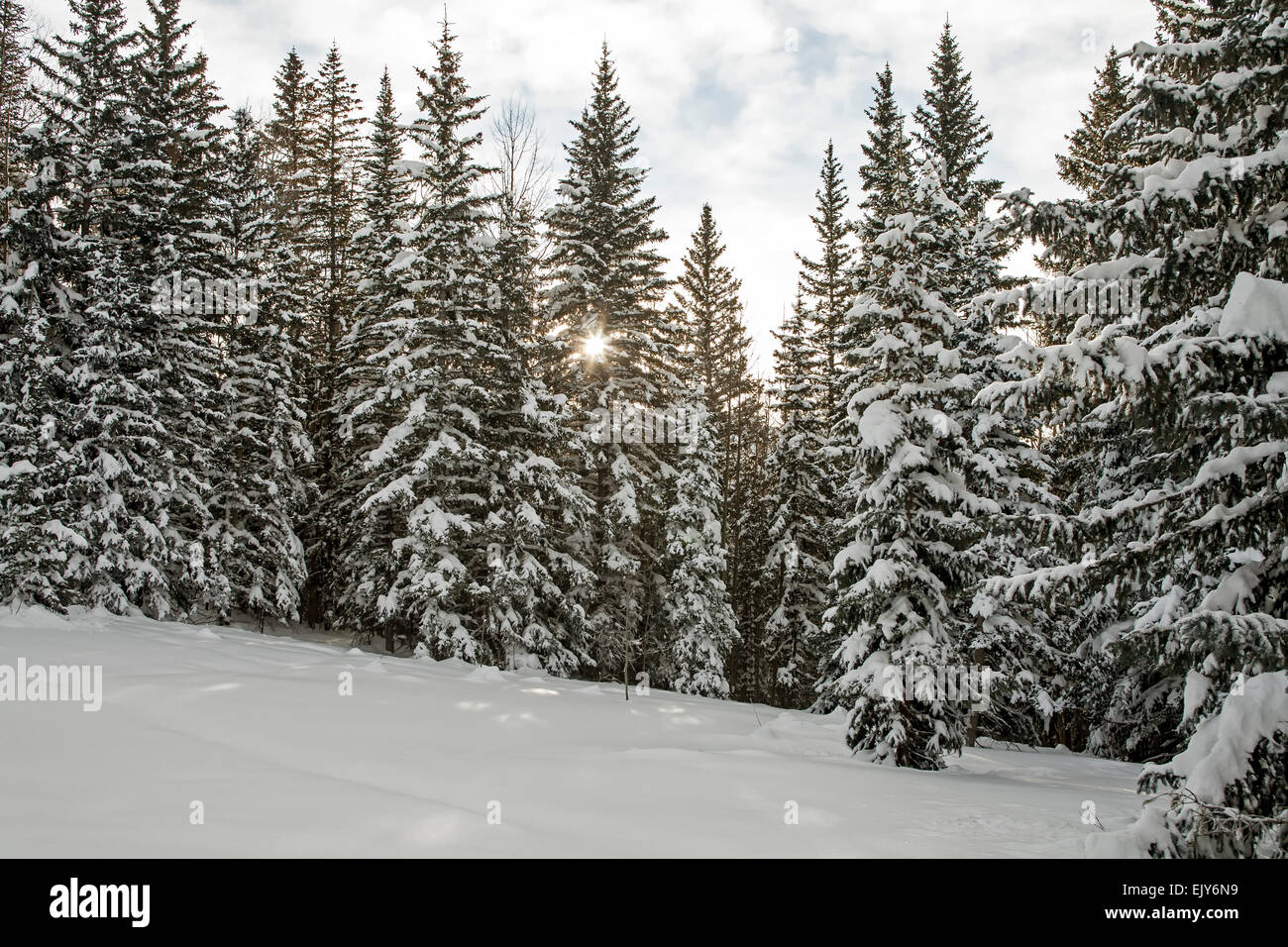 Pine trees snow hi-res stock photography and images - Alamy